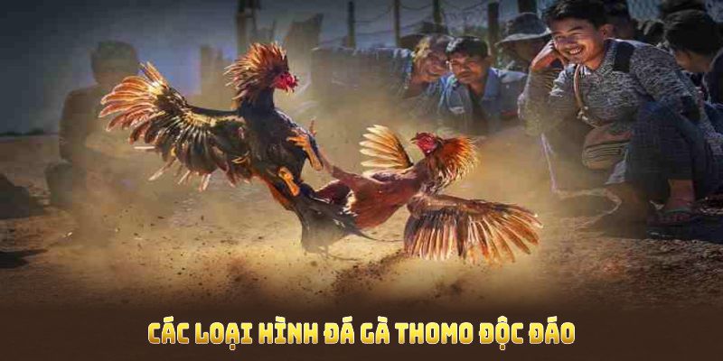 Các loại hình đá gà thomo độc đáo