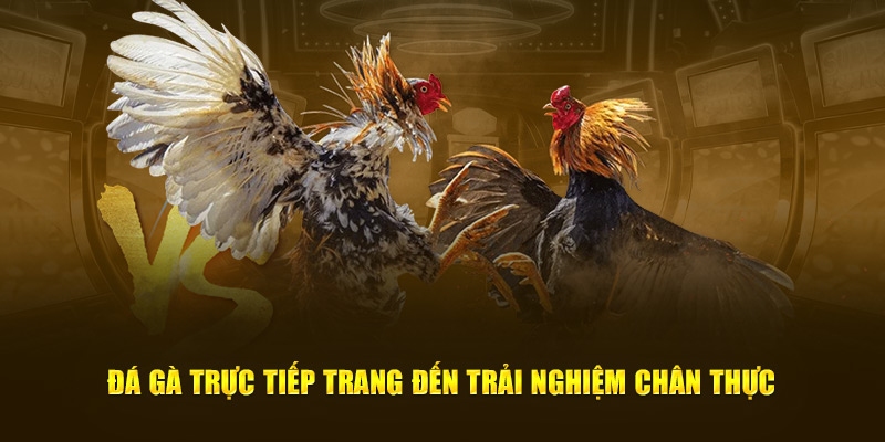 Đá gà trực tiếp tận hưởng trải nghiệm chân thực