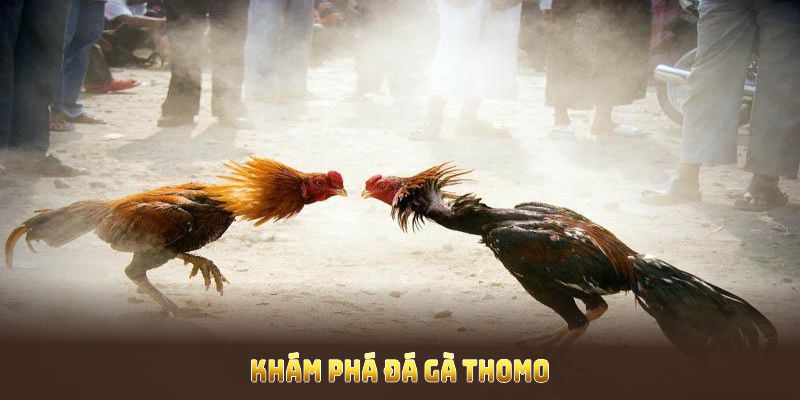 Khám phá đá gà thomo đầy thú vị, thu hút đông đảo sư kê