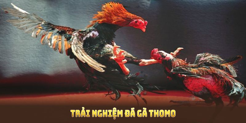 Trải nghiệm đá gà thomo trực tuyến cùng 77King để nhận nhiều tiện ích